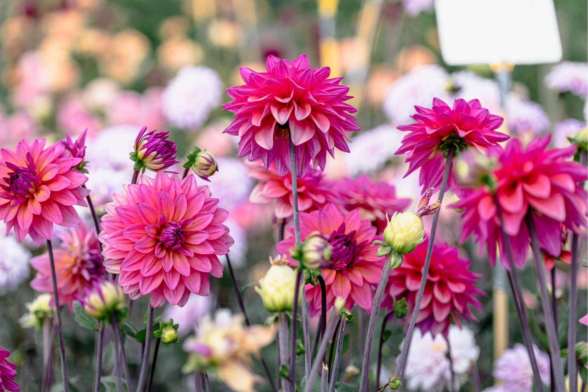 Dahlia 'Feline Yvonne'